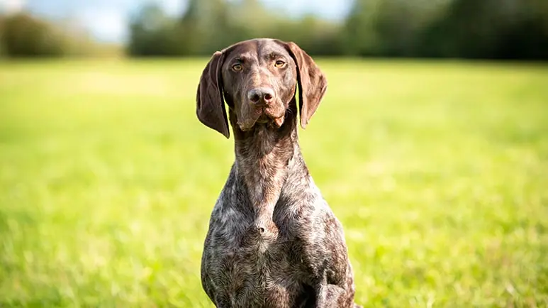 German orders shorthaired pointer dogs for