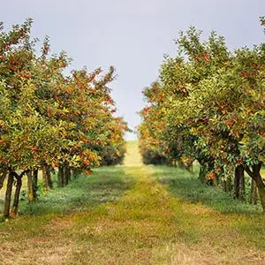 cherry trees