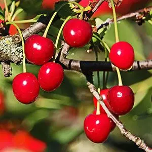 sweet cherries fun fact