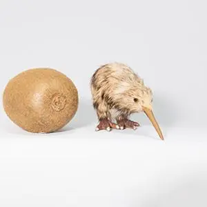 kiwi