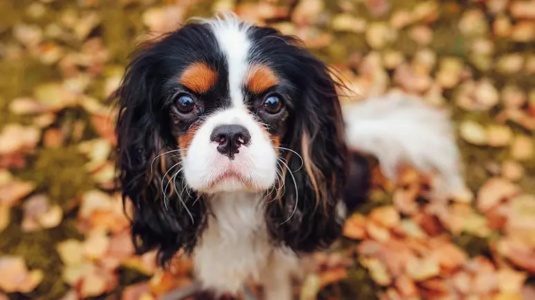 Small cuddly dog fashion