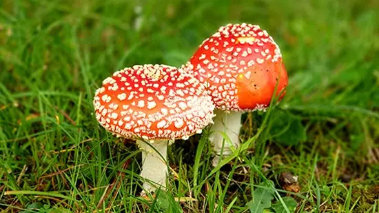 amanita muscaria