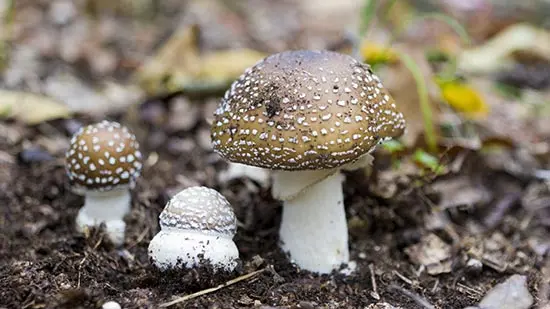 amanita pantherina