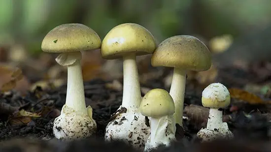 amanita phalloides