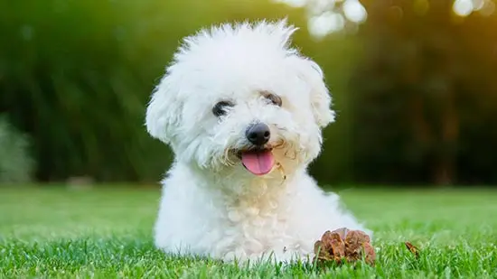 bichon frise dog