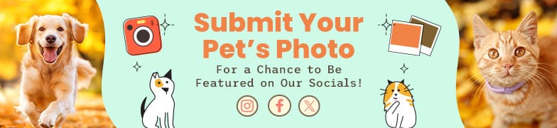 submit pet photo banner