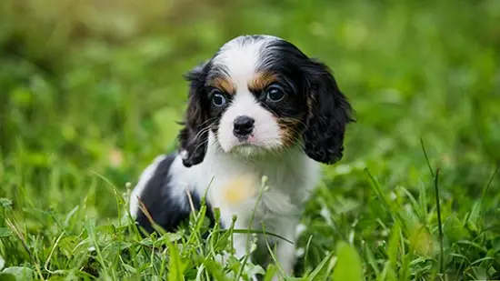 cavalier king charles spaniel