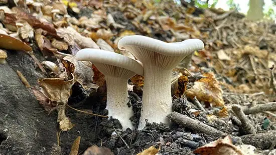 clitocybe