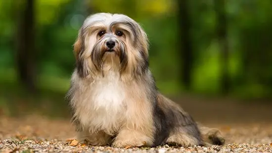 havanese dog