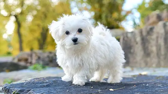 maltese dog