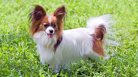 papillon dog