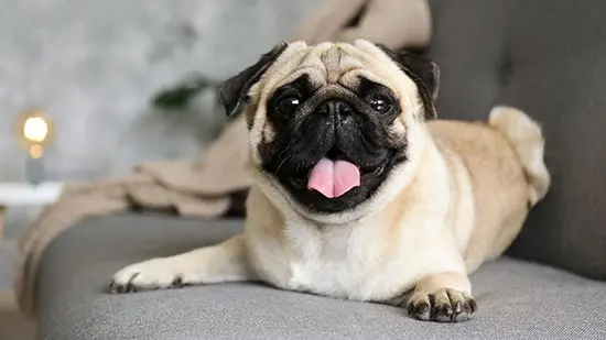 pug dog