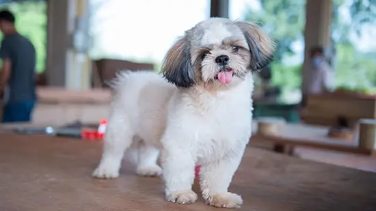 shih tzu dog