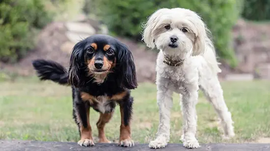 small mixed breed dogs