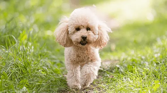 toy poodle dog