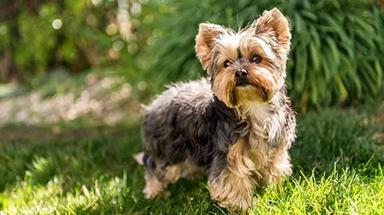 yorkshire terrier dog