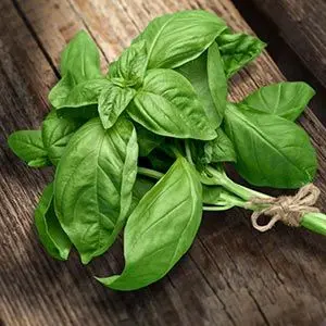 basil