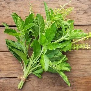 common basil vs holy basil