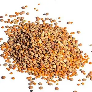 Lentils