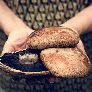 portobello mushroom scientific name