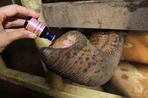 essential oil for elephants