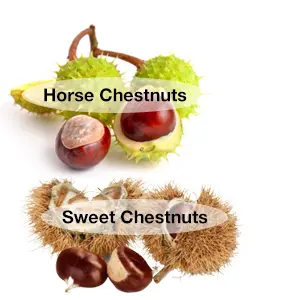 keep your pet away from horse chestnuts