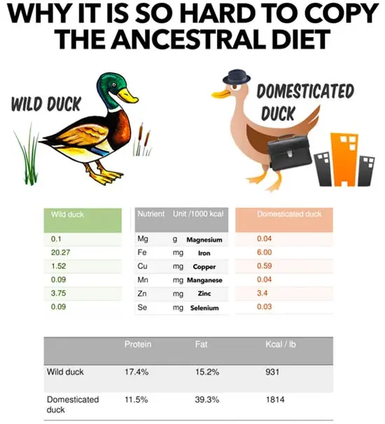 wild vs domesticated duck