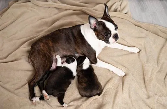 boston terrier trouble giving birth