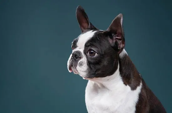 boston terrier easy to groom