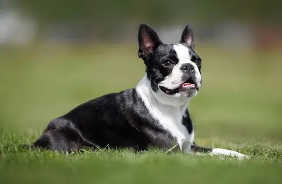 boston terrier outside