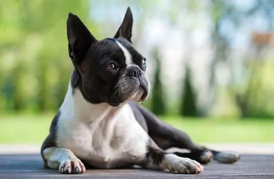 boston terrier long lived