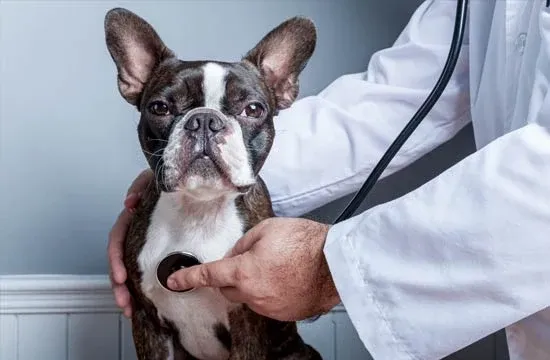 boston terrier health challenges