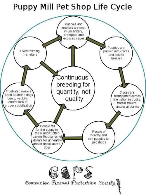 puppy mill pet shop life cycle