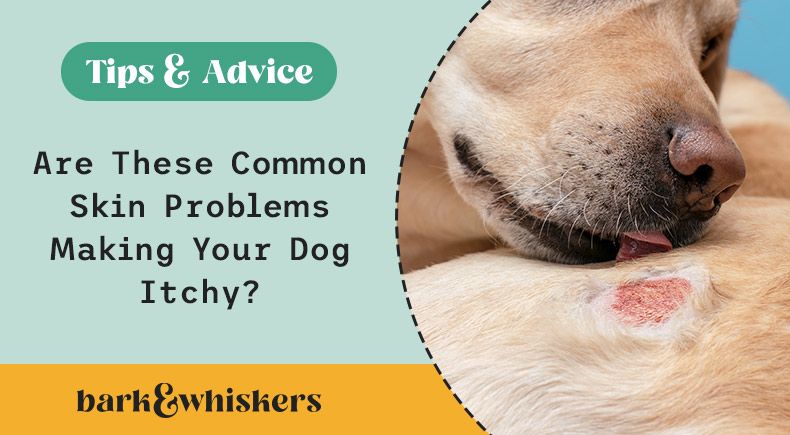 Are These Common Skin Problems Making Your Dog Itchy?