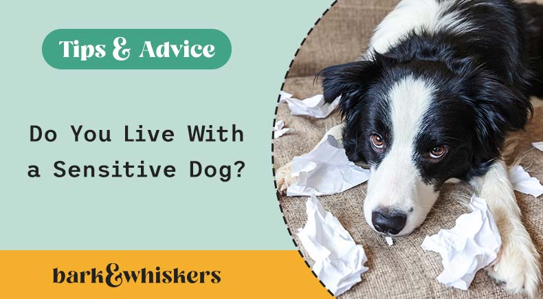 Do You Live With a Sensitive Dog?