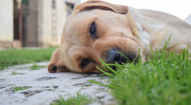 10 Dog Symptoms That You Should Never, Ever Ignore