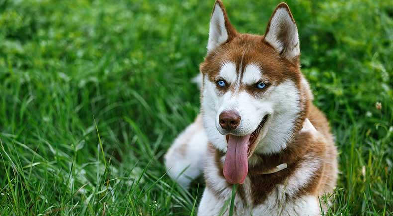 When Your Dog's Panting Might Mean Trouble