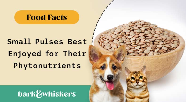 can you feed lentils to your pets?