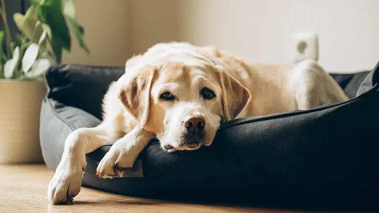 does your dog suffer from sleep apnea