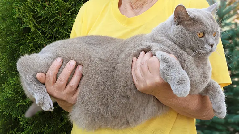 5 ways slim down overweight cats