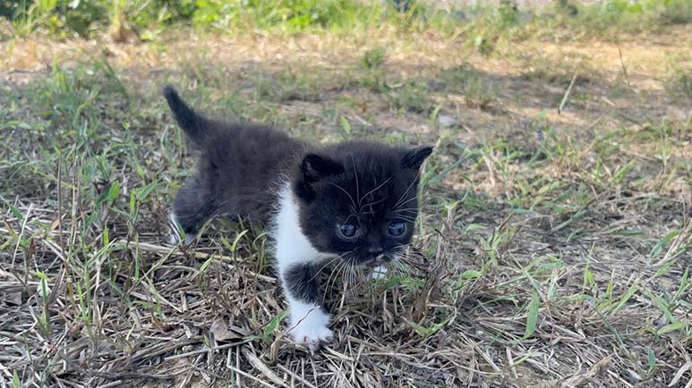 tiny black and white kitten has some things to say