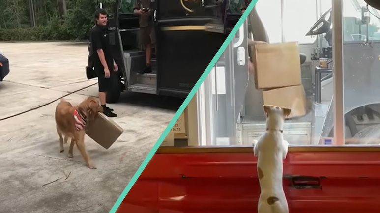 cuddly fluffers meet drivers delivering packages