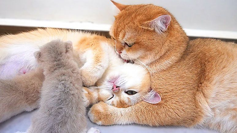 feline family when mom and dad are in love