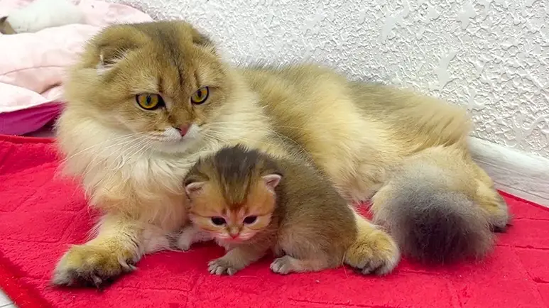 protective daddy cat lulls his kittens to sleep