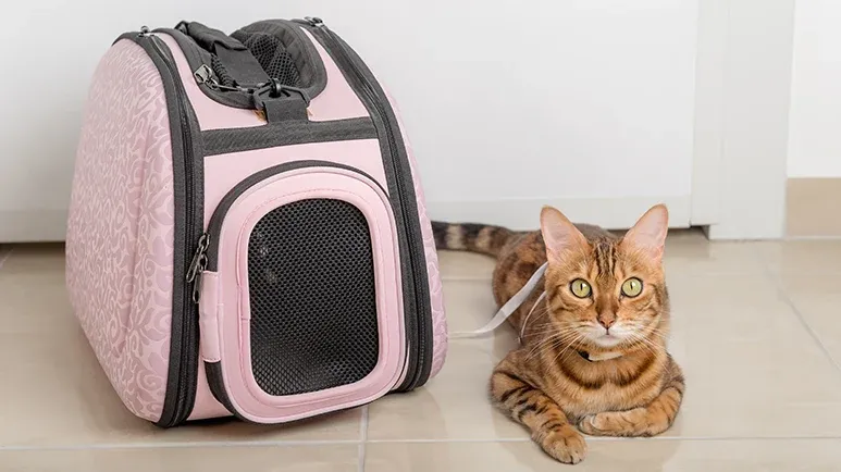10 Tips to Combat Cat Carrier Woes
