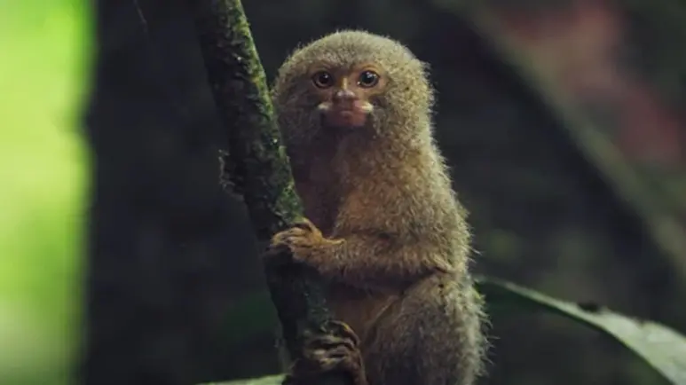 pygmy marmoset worlds smallest monkey