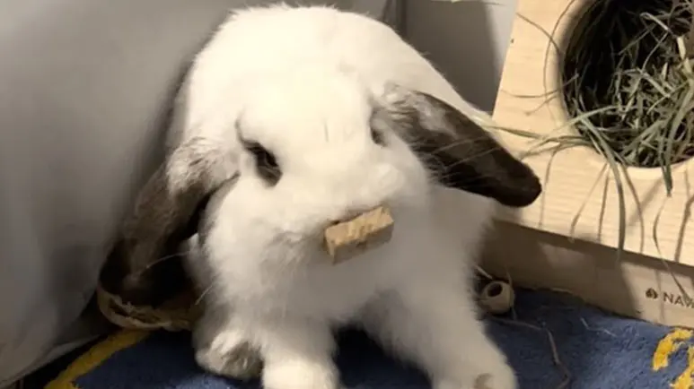 bun bao finds his furever home and happiness