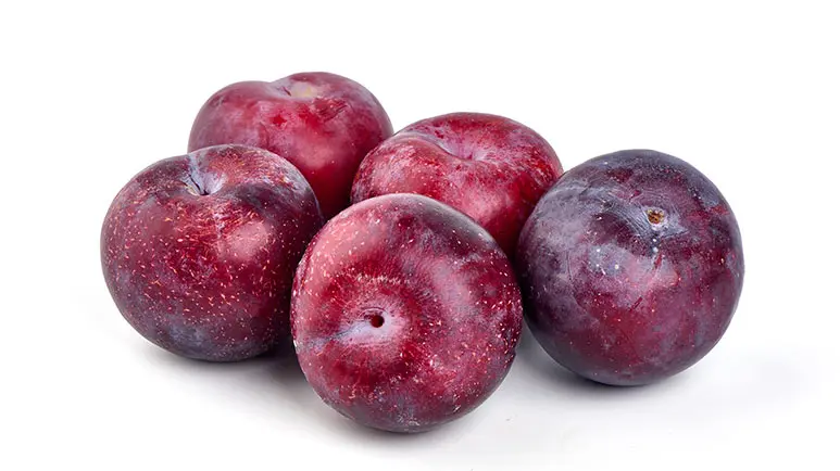 can you feed plums to your pets