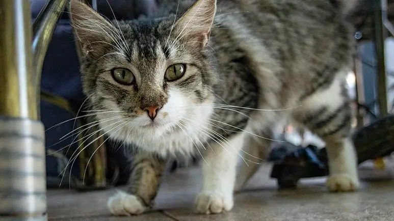 cat indoor hunting feeder