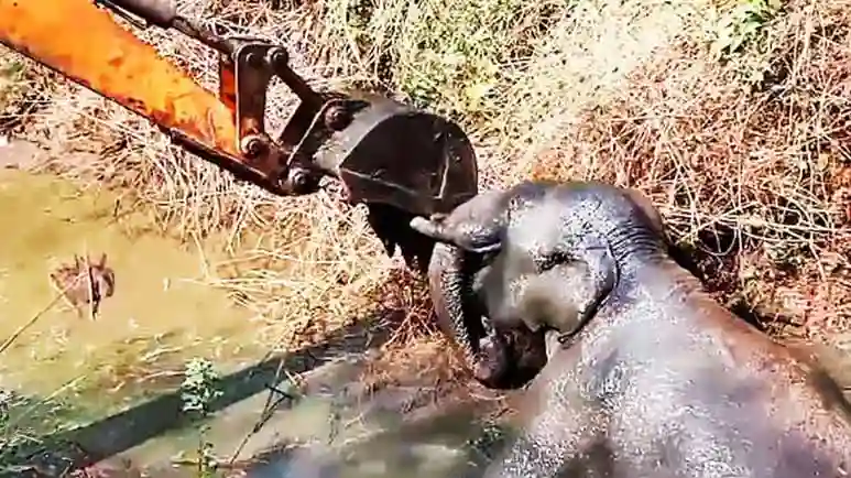 excavator heroically saves elephant trapped in mud pit